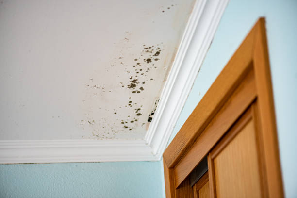 Best Local Mold Removal Service  in Glendale, CO