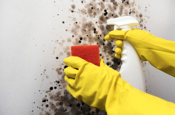 Best Commercial Mold Removal  in Glendale, CO