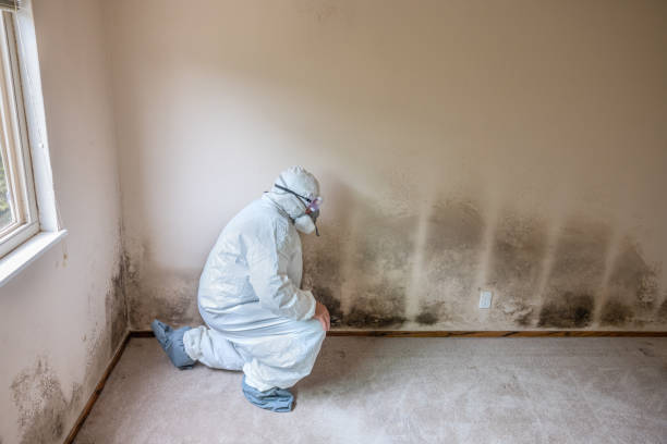 Home Mold Removal in Glendale, CO