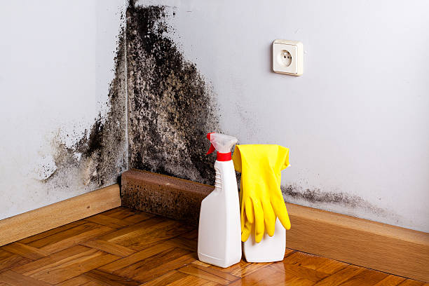 Best Residential Mold Removal  in Glendale, CO