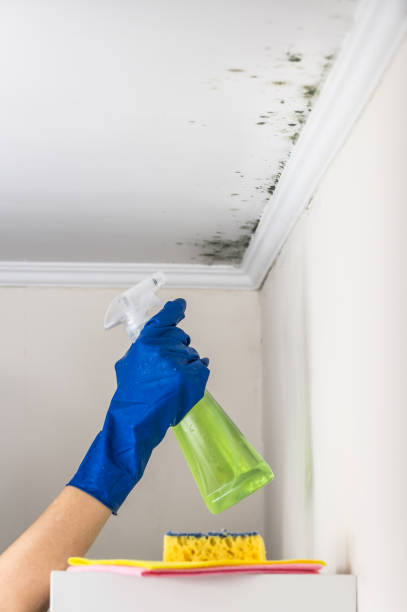 Best Fast Mold Removal  in Glendale, CO